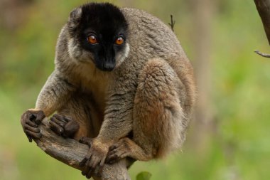 Madagaskar yağmur ormanlarındaki bir ağacın dalında küçük bir lemur..