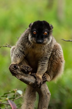 Madagaskar yağmur ormanlarındaki bir ağacın dalında küçük bir lemur..