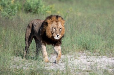 Masai Mara 'nın altın çimlerinde Güzel Aslan Sezar, Kenya Panthera Leo.