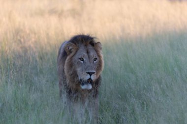 Masai Mara 'nın altın çimlerinde Güzel Aslan Sezar, Kenya Panthera Leo.