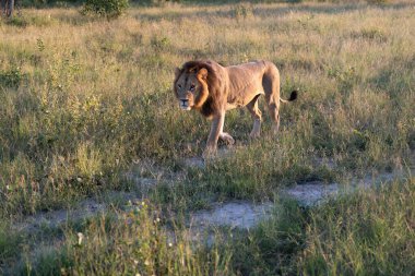 Masai Mara 'nın altın çimlerinde Güzel Aslan Sezar, Kenya Panthera Leo.