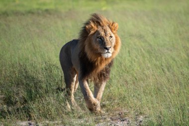 Masai Mara 'nın altın çimlerinde Güzel Aslan Sezar, Kenya Panthera Leo.