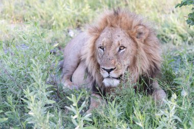 Masai Mara 'nın altın çimlerinde Güzel Aslan Sezar, Kenya Panthera Leo.