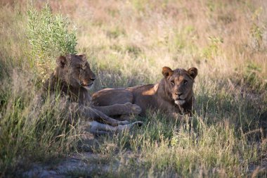 Masai Mara 'nın altın çimlerinde Güzel Aslan Sezar, Kenya Panthera Leo.