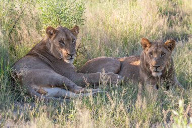 Masai Mara 'nın altın çimlerinde Güzel Aslan Sezar, Kenya Panthera Leo.