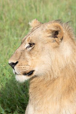 Masai Mara 'nın altın çimlerinde Güzel Aslan Sezar, Kenya Panthera Leo.