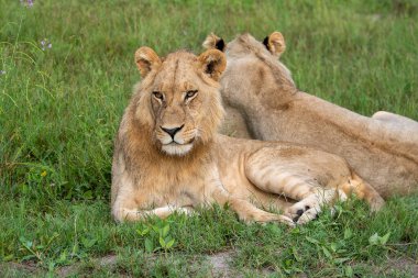 Masai Mara 'nın altın çimlerinde Güzel Aslan Sezar, Kenya Panthera Leo.