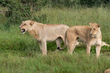 Masai Mara 'nın altın çimlerinde Güzel Aslan Sezar, Kenya Panthera Leo.
