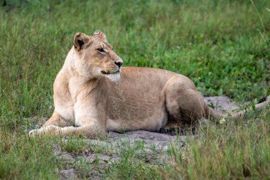 Masai Mara 'nın altın çimlerinde Güzel Aslan Sezar, Kenya Panthera Leo.
