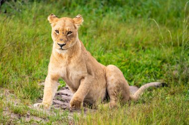 Masai Mara 'nın altın çimlerinde Güzel Aslan Sezar, Kenya Panthera Leo.