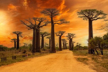 Baobab ağaçları gün batımında Madagaskar 'da Baobab Bulvarı' nda