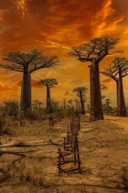 Baobab ağaçları gün batımında Madagaskar 'da Baobab Bulvarı' nda