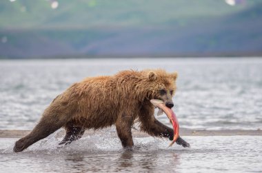 Topraklara hükmeden Kamçatka 'nın kahverengi ayıları (Ursus arctos beringianus)
