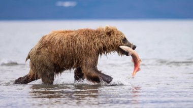 Topraklara hükmeden Kamçatka 'nın kahverengi ayıları (Ursus arctos beringianus)