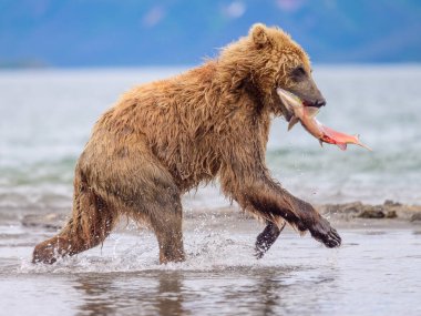 Topraklara hükmeden Kamçatka 'nın kahverengi ayıları (Ursus arctos beringianus)