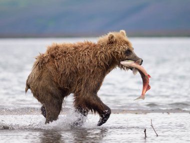 Topraklara hükmeden Kamçatka 'nın kahverengi ayıları (Ursus arctos beringianus)