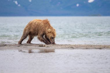 Topraklara hükmeden Kamçatka 'nın kahverengi ayıları (Ursus arctos beringianus)