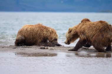 Topraklara hükmeden Kamçatka 'nın kahverengi ayıları (Ursus arctos beringianus)