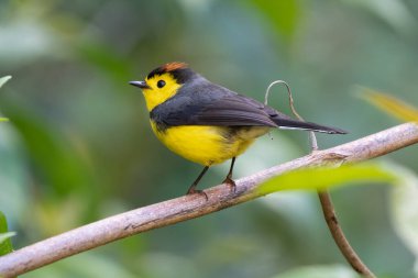 Sarı ve kırmızı ötücü kuş, Redstart, Myioborus torquatus 'u Kosta Rika, Savegre' de büyük bir izinde otururken yakaladı.