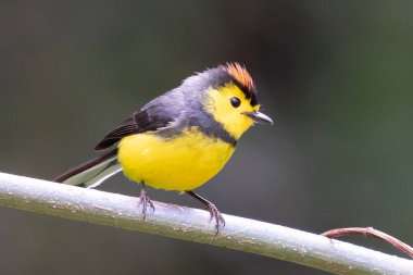 Sarı ve kırmızı ötücü kuş, Redstart, Myioborus torquatus 'u Kosta Rika, Savegre' de büyük bir izinde otururken yakaladı.