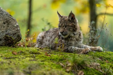 Ağaç gövdesi ile yeşil orman Lynx. Doğadan yaban hayatı sahne. Bayağı vaşak, hayvan davranış habitat içinde oynamaya. Almanya'dan vahşi kedi. Ağaçların arasında vahşi Bobcat