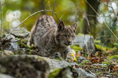 Ağaç gövdesi ile yeşil orman Lynx. Doğadan yaban hayatı sahne. Bayağı vaşak, hayvan davranış habitat içinde oynamaya. Almanya'dan vahşi kedi. Ağaçların arasında vahşi Bobcat