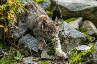 Ağaç gövdesi ile yeşil orman Lynx. Doğadan yaban hayatı sahne. Bayağı vaşak, hayvan davranış habitat içinde oynamaya. Almanya'dan vahşi kedi. Ağaçların arasında vahşi Bobcat