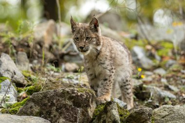 Ağaç gövdesi ile yeşil orman Lynx. Doğadan yaban hayatı sahne. Bayağı vaşak, hayvan davranış habitat içinde oynamaya. Almanya'dan vahşi kedi. Ağaçların arasında vahşi Bobcat