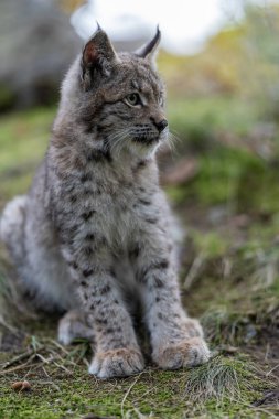 Ağaç gövdesi ile yeşil orman Lynx. Doğadan yaban hayatı sahne. Bayağı vaşak, hayvan davranış habitat içinde oynamaya. Almanya'dan vahşi kedi. Ağaçların arasında vahşi Bobcat