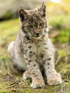 Ağaç gövdesi ile yeşil orman Lynx. Doğadan yaban hayatı sahne. Bayağı vaşak, hayvan davranış habitat içinde oynamaya. Almanya'dan vahşi kedi. Ağaçların arasında vahşi Bobcat
