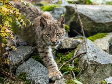 Ağaç gövdesi ile yeşil orman Lynx. Doğadan yaban hayatı sahne. Bayağı vaşak, hayvan davranış habitat içinde oynamaya. Almanya'dan vahşi kedi. Ağaçların arasında vahşi Bobcat