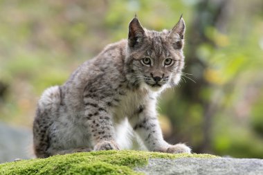 Ağaç gövdesi ile yeşil orman Lynx. Doğadan yaban hayatı sahne. Bayağı vaşak, hayvan davranış habitat içinde oynamaya. Almanya'dan vahşi kedi. Ağaçların arasında vahşi Bobcat