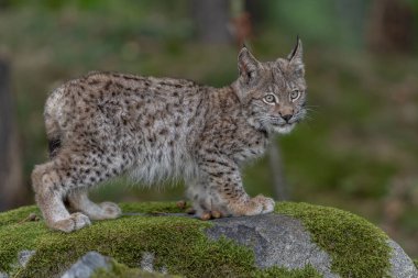 Ağaç gövdesi ile yeşil orman Lynx. Doğadan yaban hayatı sahne. Bayağı vaşak, hayvan davranış habitat içinde oynamaya. Almanya'dan vahşi kedi. Ağaçların arasında vahşi Bobcat