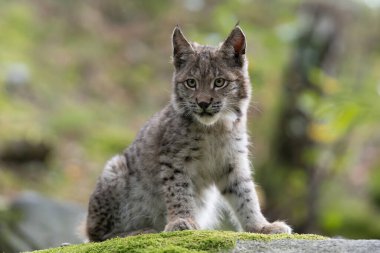 Ağaç gövdesi ile yeşil orman Lynx. Doğadan yaban hayatı sahne. Bayağı vaşak, hayvan davranış habitat içinde oynamaya. Almanya'dan vahşi kedi. Ağaçların arasında vahşi Bobcat