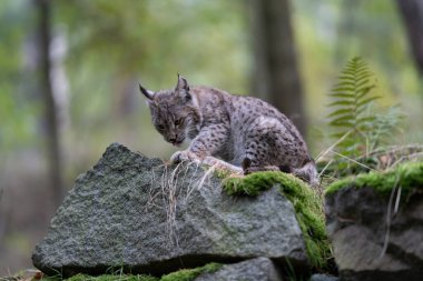 Ağaç gövdesi ile yeşil orman Lynx. Doğadan yaban hayatı sahne. Bayağı vaşak, hayvan davranış habitat içinde oynamaya. Almanya'dan vahşi kedi. Ağaçların arasında vahşi Bobcat