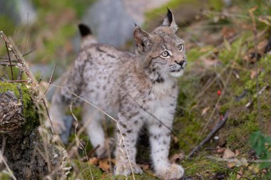 Ağaç gövdesi ile yeşil orman Lynx. Doğadan yaban hayatı sahne. Bayağı vaşak, hayvan davranış habitat içinde oynamaya. Almanya'dan vahşi kedi. Ağaçların arasında vahşi Bobcat