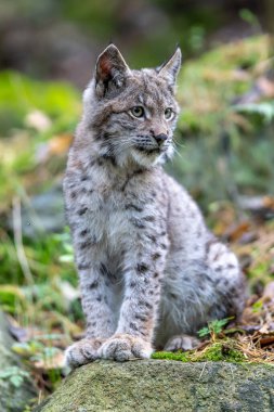 Ağaç gövdesi ile yeşil orman Lynx. Doğadan yaban hayatı sahne. Bayağı vaşak, hayvan davranış habitat içinde oynamaya. Almanya'dan vahşi kedi. Ağaçların arasında vahşi Bobcat