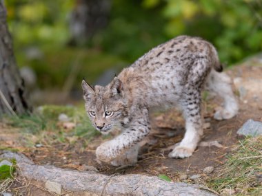 Ağaç gövdesi ile yeşil orman Lynx. Doğadan yaban hayatı sahne. Bayağı vaşak, hayvan davranış habitat içinde oynamaya. Almanya'dan vahşi kedi. Ağaçların arasında vahşi Bobcat