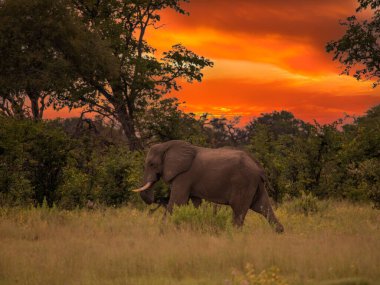 Afrika fili gün batımında Botswana savanasında otluyor.