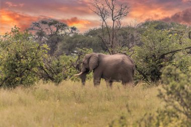Afrika fili gün batımında Botswana savanasında otluyor.