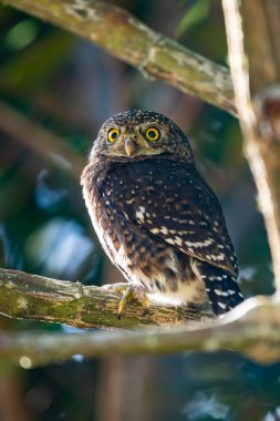 Pigme baykuşu, küçük baykuş (Glaucidium passerinum)