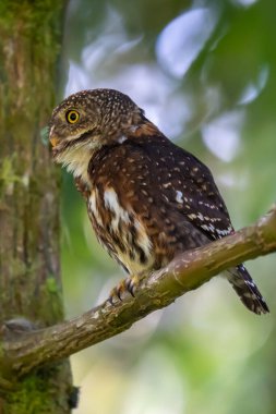 Pigme baykuşu, küçük baykuş (Glaucidium passerinum)