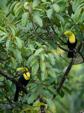 Açık gagalı kuş, Chesnut-mandiled Toucan tropikal yağmurda dalda oturuyor ve arka planda yeşil orman var. Doğadan vahşi yaşam sahnesi.