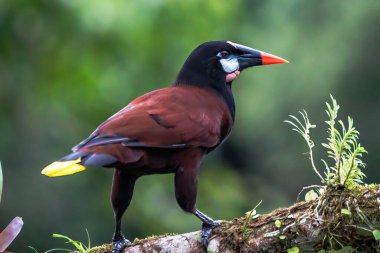 Montezuma Oropendola (Gymnostinops montezuma), Kosta Rika 'nın Heredia ilindeki bir ağaç dalına tünemiştir.