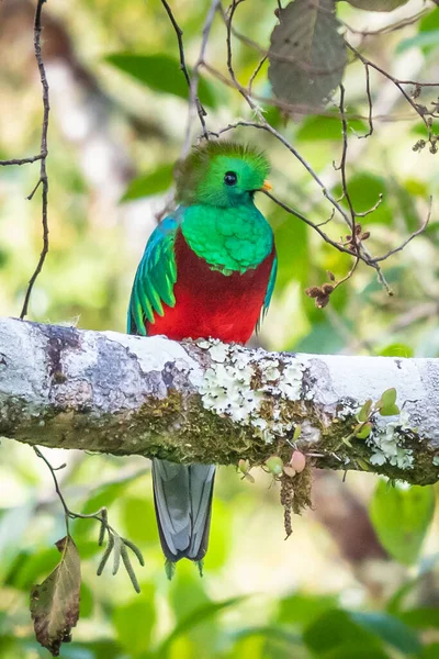 Великолепный Quetzal Pharomachrus Mocinno Savegre Коста Рике Зеленым Лесом Фоновом — стоковое фото