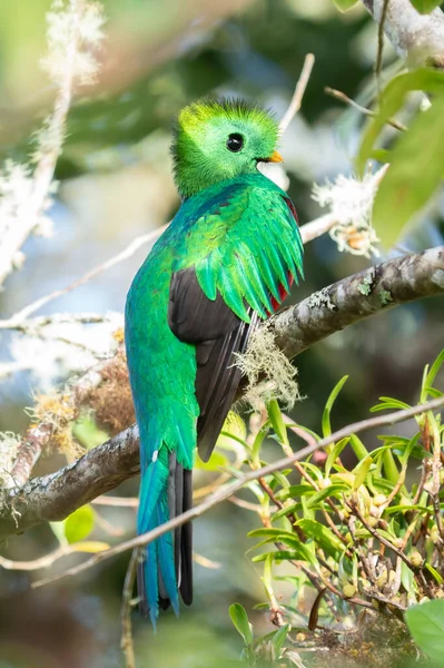 Resplandecente Quetzal Pharomachrus Mocinno Savegre Costa Rica Com Floresta Verde — Fotografia de Stock