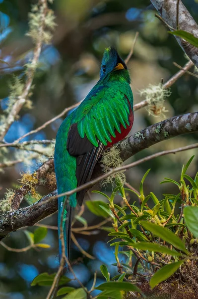 Resplendent Quetzal Pharomachrus Mocinno Savegre Costa Rica Green Forest Background — Zdjęcie stockowe
