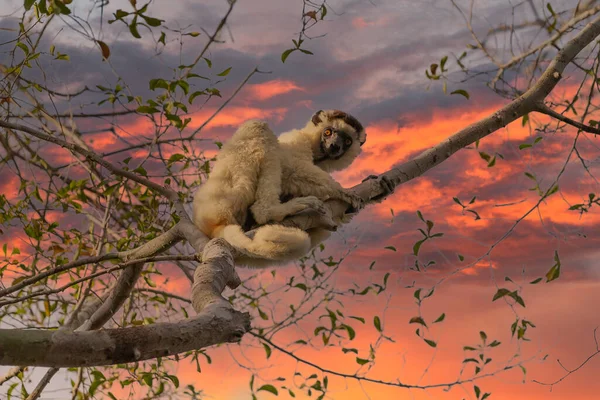 Madagaskar yağmur ormanlarındaki bir ağacın dalında küçük bir lemur..