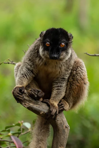 Madagaskar yağmur ormanlarındaki bir ağacın dalında küçük bir lemur..