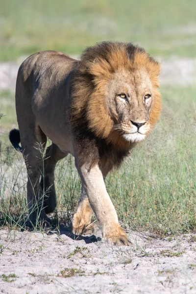 Piękny Lew Cezar Złotej Trawie Masai Mara Kenia Panthera Leo — Zdjęcie stockowe